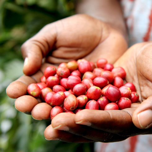 JAS Organic Rwanda Mikoff